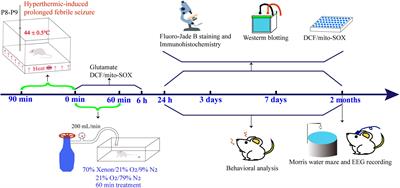 Xenon inhalation attenuates neuronal injury and prevents epilepsy in febrile seizure Sprague-Dawley pups